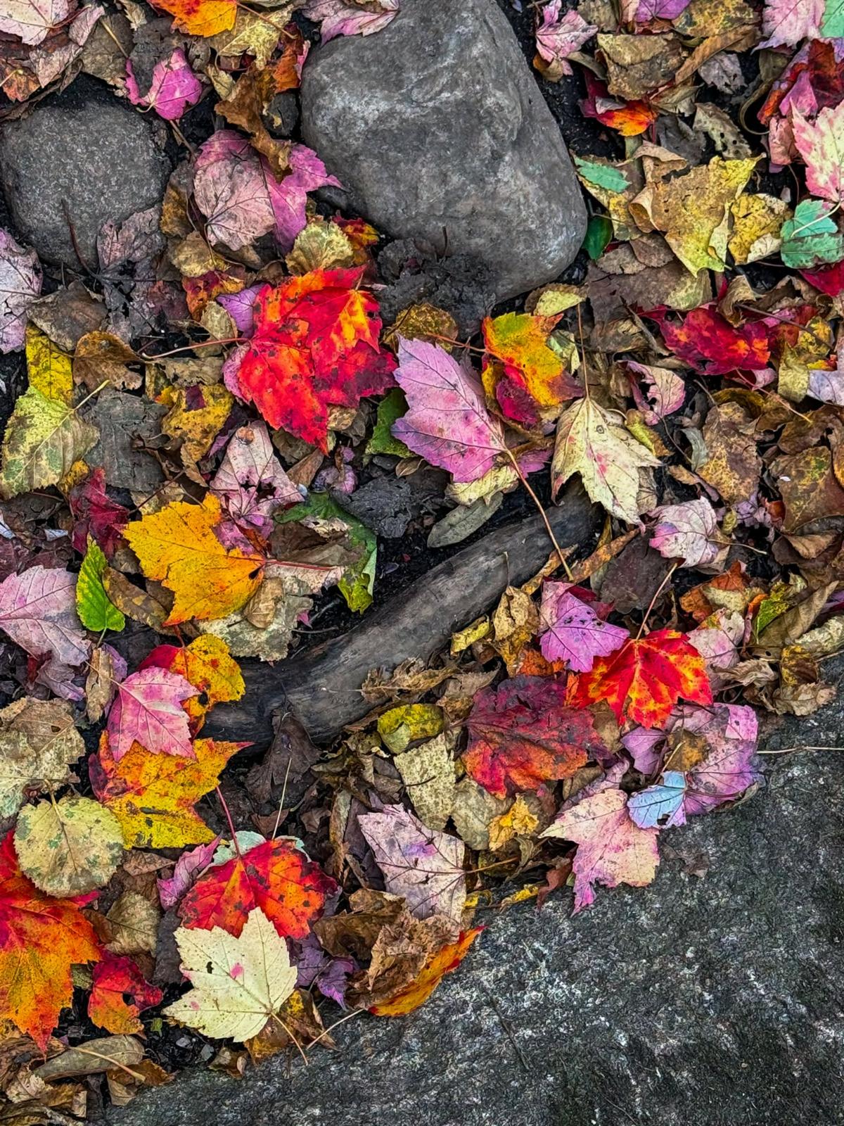 The Adirondack Foliage Tracker — live fall color from orbit ...